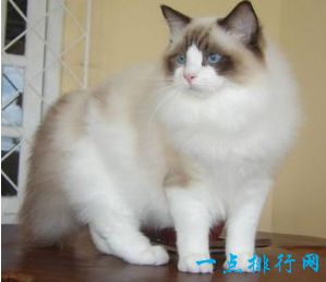 2017最可爱的猫排行榜前十名 孟加拉猫最可爱