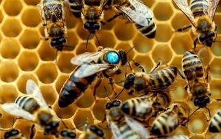 蜜蜂养殖技术 分蜂的场景与科学