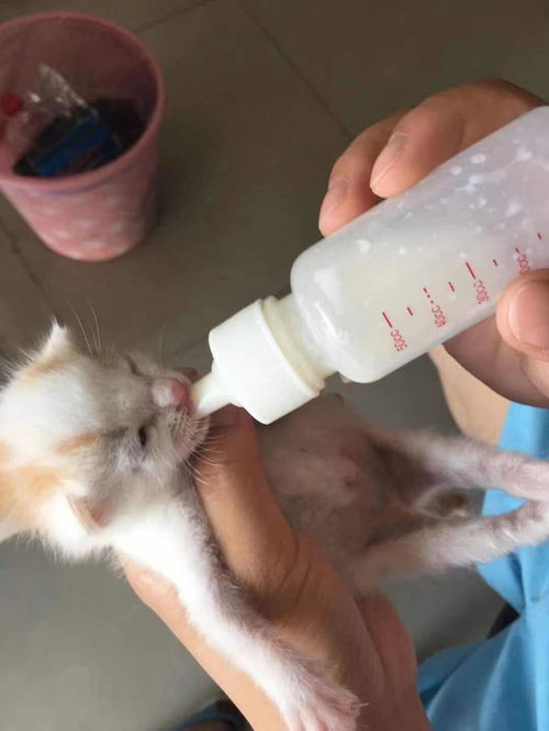 图 闵行区流浪猫救助领养中心 上海宠物猫 