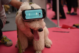 国内宠物展首现VR设备 狗狗也玩高科技