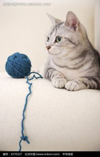 蓝色线球和猫咪图片免费下载 红动网 