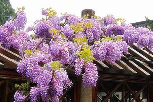 紫藤哪个品种最好,紫藤什么品种耐寒适合地栽？