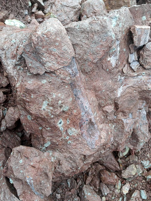 广西东兴市 新发现古生物恐龙化石 是已知我国最南端沿海沿边发现的恐龙骨骼化石