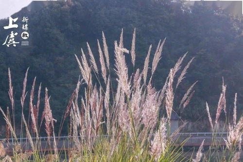 美哭 上虞这片粉紫色芦苇,浪漫堪比普罗旺斯