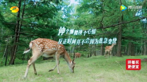 刘涛王珂去鹿园散心,给鹿起名为 九月 ,只因相识在九月 