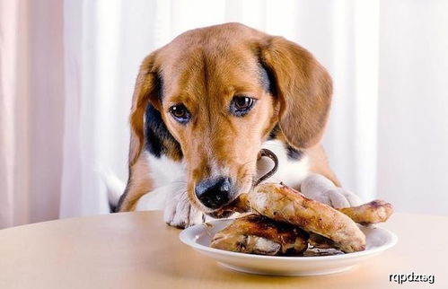 营养师奉劝 不管你家狗狗再嘴馋,这些食物也不能喂