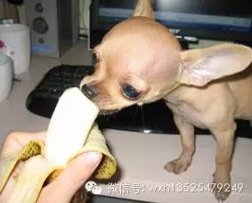 狗狗可以吃哪些水果 好好学习下吧