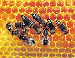 蜂蜜 蜜蜂酿制的蜜