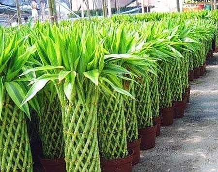六枝富贵竹的养殖方法？