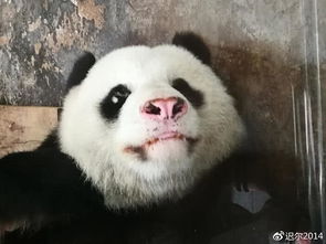 今日话题丨大熊猫鼻头变白 不能饲养员停职就完了
