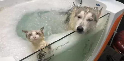 朋友把猫丢过来寄养,女子把猫和二哈放一块洗澡,这俩表情神同步
