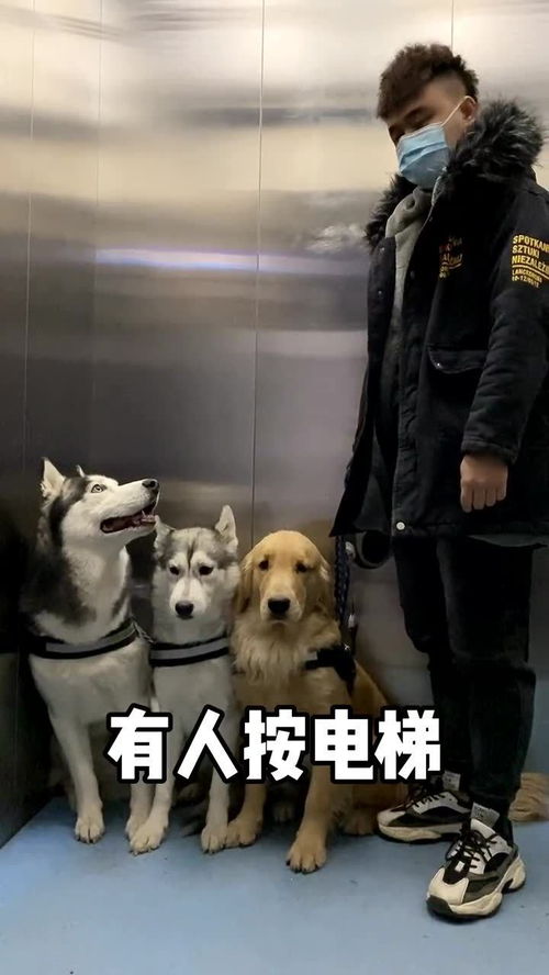 大狗狗坐电梯就是这么卑微 