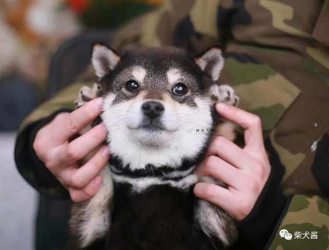 小柴犬怎么看纯不纯