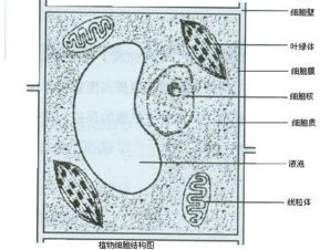 请你画出一个植物细胞和一个动物细胞模式图.并标注出各部分的名称. 要求用铅笔画图.用点线表示出相关结构1分 画图4分.标注4分 题目和参考答案 青夏教育精英家教网 