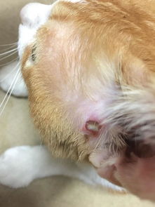 猫咪耳朵旁一个伤口化脓了 