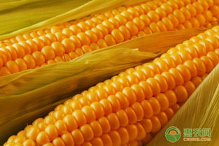 玉米株距计算方法讲解 附种植密度换算表