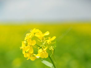 油菜花开高清图片免费下载 jpg格式 2848像素 编号16743821 千图网 