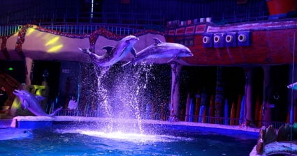 微笑 的背后 世界动物保护协会发布 全球海豚娱乐业研究 报告 
