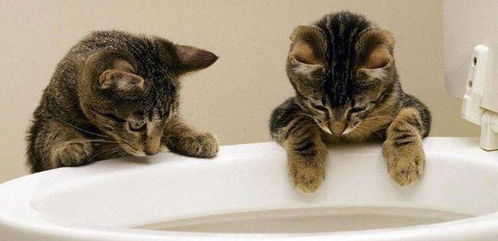 不是说猫都讨厌水吗 为什么我家猫却喜欢玩水,真是好烦躁啊