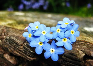 10种鲜花的英文名含义,你最喜欢哪种花 