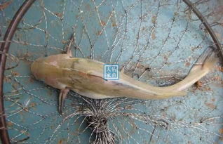 嘉陵江野钓,用老豆腐爆钓18条江鱼,还收获一条1斤的稀有黄蜡丁 