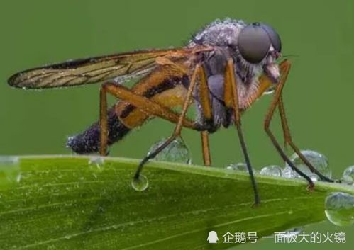 蚊子为什么不会被雨滴砸死 将速度放慢200倍,科学家找到了答案