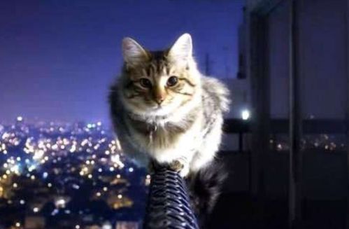 猫为什么可以从高处安全地跳下来 