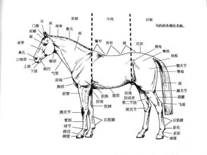 马的身体部位名称图片 搜狗图片搜索