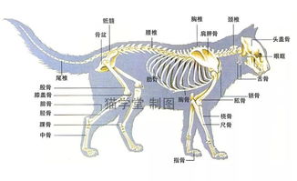猫骨骼结构图及名称 信息阅读欣赏 信息村 K0w0m Com