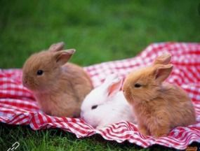 带孩子读罗素的兔子坡,让他知道兔子坡上发生的有趣的事情