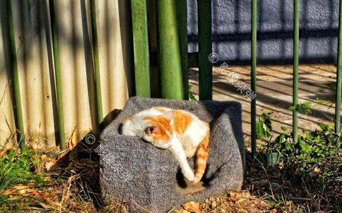 北京小区里的爱心猫舍,帮助流浪猫熬过寒冬,给好人善举点赞