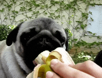狗能不能吃香蕉