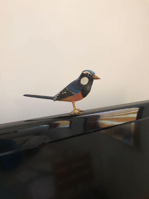 这个鸟叫什么名字 