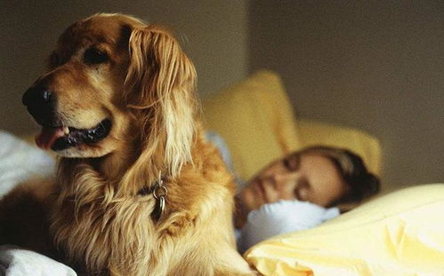 金毛的这6种睡姿,代表它对你很信任,你家狗狗是什么姿势