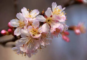 关于樱桃花开放的诗句及含义