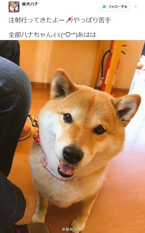 柴犬真的是日本土狗吗 