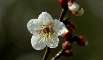 梅花有几个花瓣花瓣形状像什么,腊梅花的形状