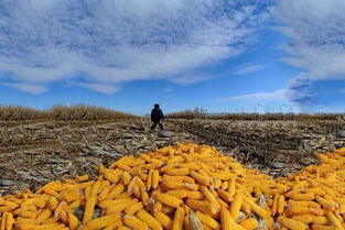 极端天气影响美国玉米收成