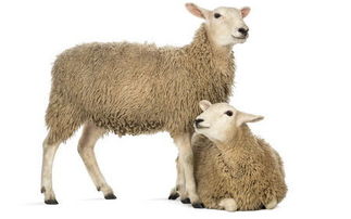 属羊的今年婚姻能成吗(属羊的今年婚姻好不好)