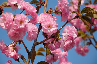 樱花季节是几月 樱花七八月份开吗