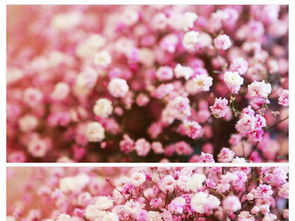 唯美温馨浪漫的小花花朵姹紫嫣红实拍视频图片设计素材 高清MP4模板下载 275.90MB 其他大全 