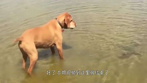 狗狗本想下水捉鱼,却被小鱼吓得不知所措,狗狗你的尊严呢 
