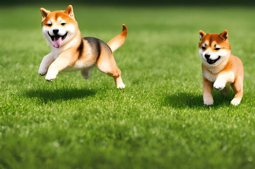 Shiba Inu (SHIB) Ͷ߼ֿãƶڷ