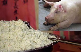豆渣怎样才能喂猪 养猪户务必注意饲喂方法
