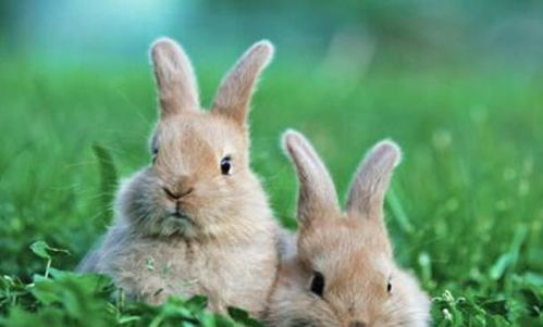 毛茸茸的小兔子,为什么养不久就死了呢,应该给它们吃些什么呢