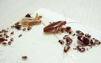 家庭杀蟑螂要坚持多长时间？