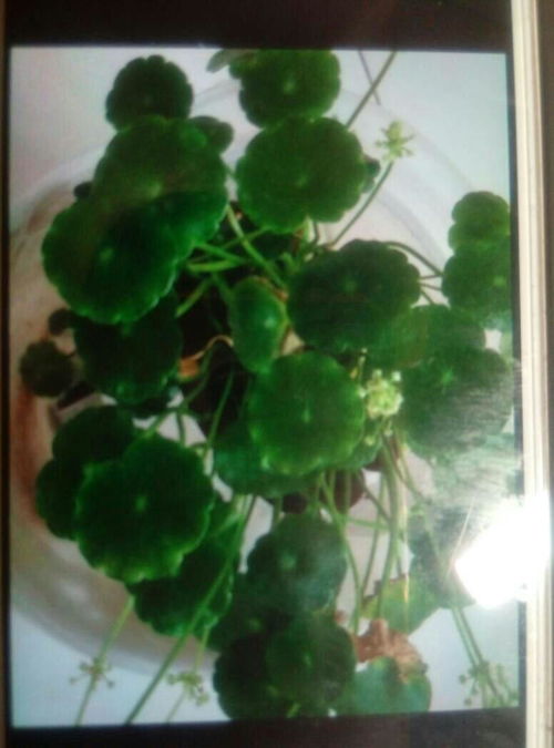 帮我给图片里的植物取个好听的名字 ω ω ω 