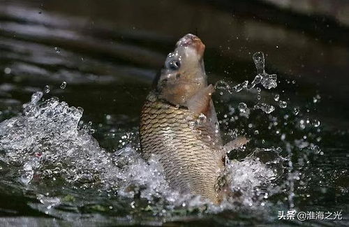 为什么微山湖的鲤鱼是四个鼻孔