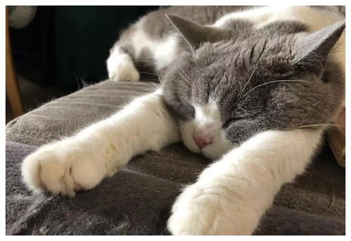 辟谣 猫咪睡觉时扭动身体并不是在卖萌或做梦,而是为了保护自己