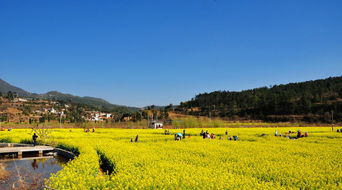 昆明市安宁螳螂川 油菜花